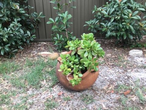 Jade money succulent tree in terracotta pot