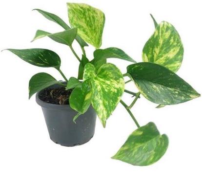 Wanted- cuttings from devils ivy plant