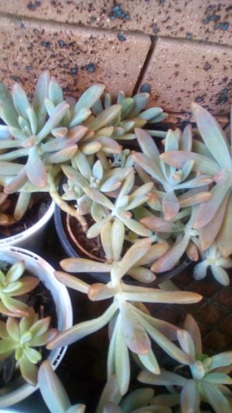 Beautiful succulent basics heaps in pot