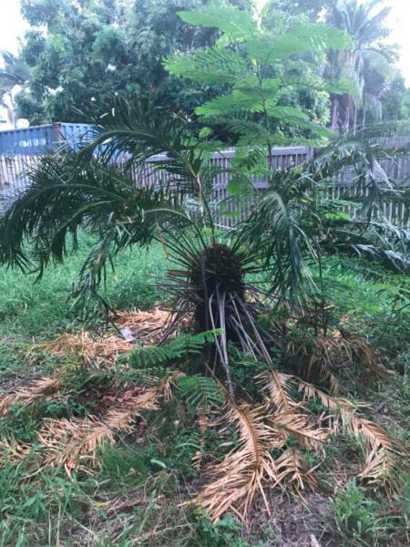 Giant cycad plant