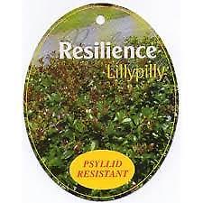 Lilly Pilly resilience