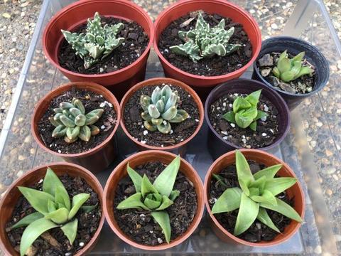 Succulents. $3 - $6. NO HOLD