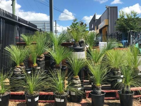 Grass Trees from $99