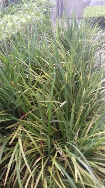 Mature Giant Liriope Plants for Instant Garden / Landscape