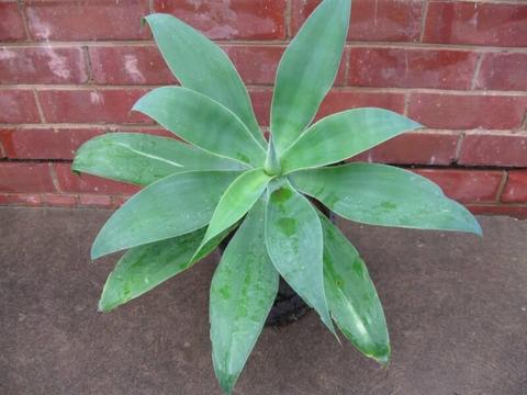AGAVE PLANTS from $1