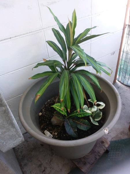 Garden plants, some in pots