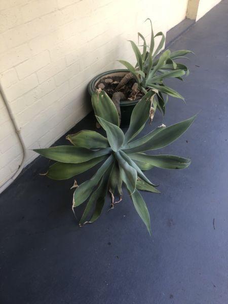 Huge agave plant and pot