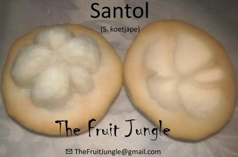 Santol Fruit Tree - Cotton Fruit - Red Type