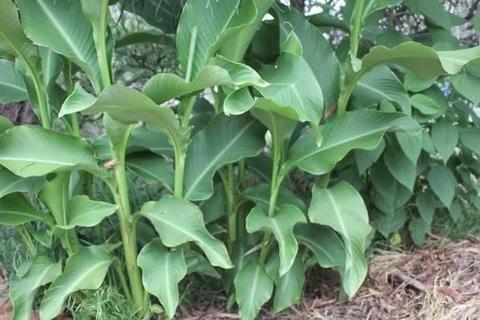 Queensland Arrowroot Plant - Canna edulis - Edible Tuber