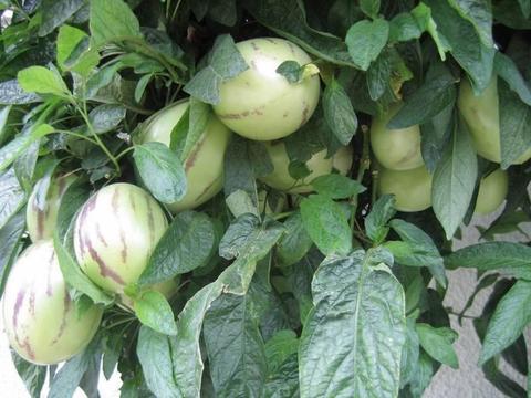 Pepino Kendall Gold - Mexican Melon Pear Edible Fruit - Perennial