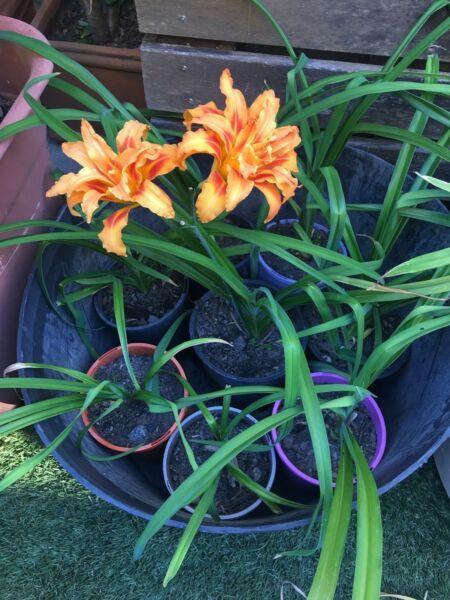 Double orange day lily