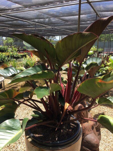 Philodendron Rojo Congo