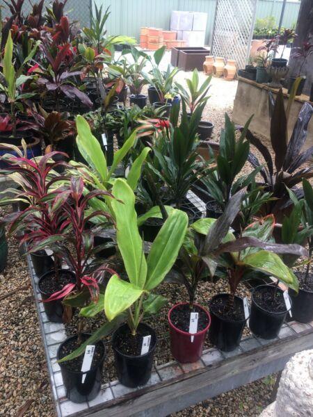 Cordylines in 140mm pots 9 varieties