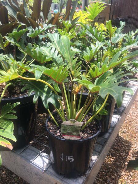 Philodendron Xanadu 200mm