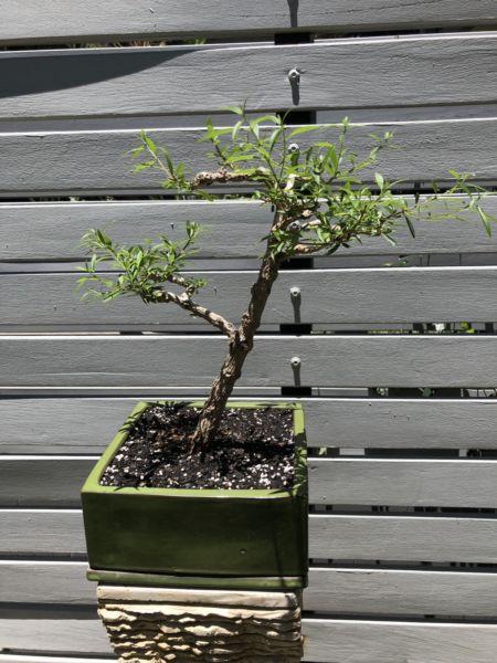 Clerodendrum Bonsai Tree 16 years