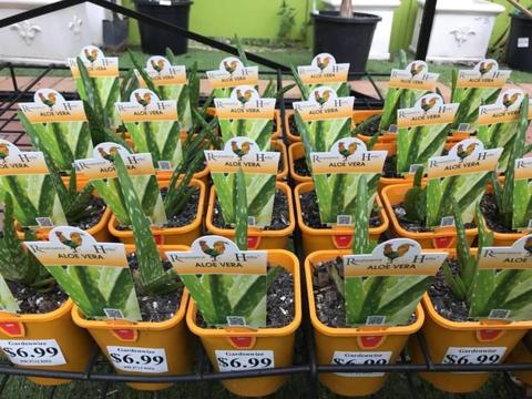 Aloe Vera Plant in 100mm pot - $6.99