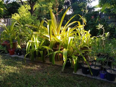 Bromeliads and Desert Roses for sale