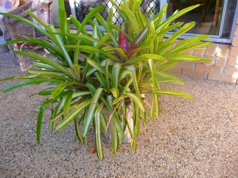 Bromeliad plants for sale
