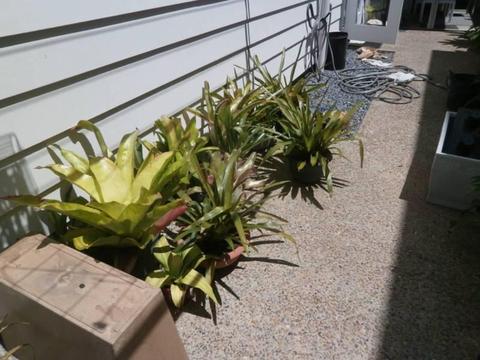 Assorted potted Bromeliads & other $4 - $8