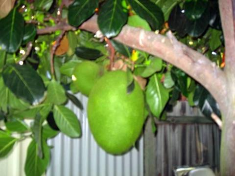 Jackfruit Organic