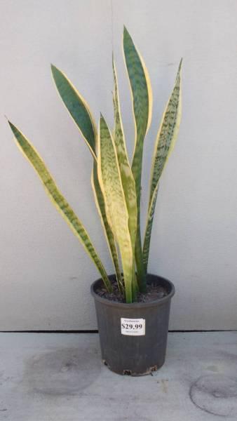 Mother in Laws Tongue Sansevieria Trifasciata - $29.99