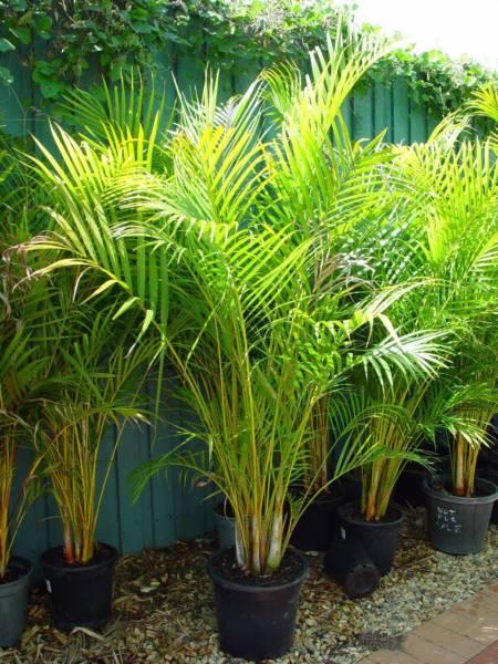 Large Golden Cane Palms 1.4 tall 300mm pot - $69.99