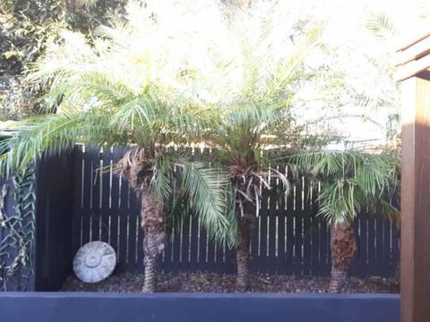 Phoenix palm trees