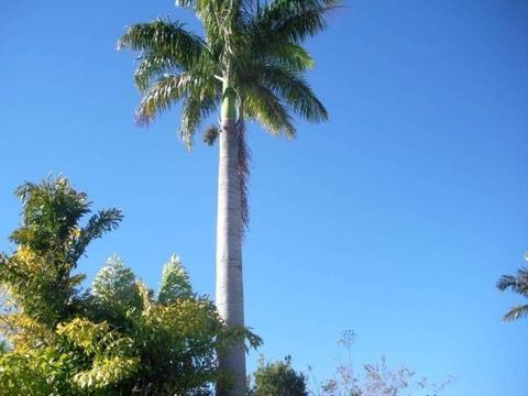 Selling Cuban Royal Palm Tree