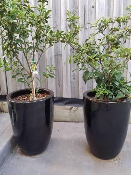 Kamquat Pot Plants