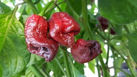 Rare sepia serpent chilli plants / seedlings for sale