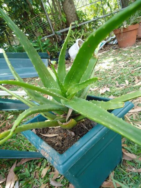 very healthy organic Aloe vera (barbadensis) > 5 year old