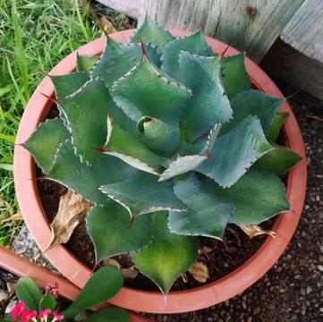 Agave Cactus Cabbage Head, Butterfly Agave collectors succulents