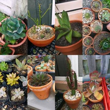 Succulent sale in Pacific Pines