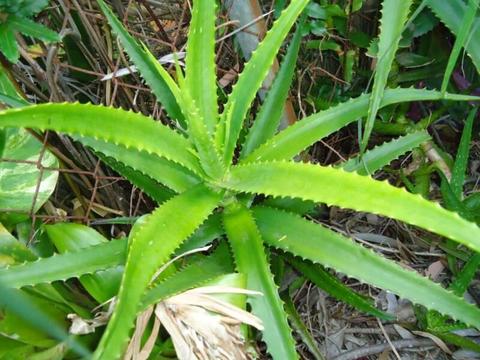 Extra Large Healthy Organic Aloe (Arborescens) >5 years old