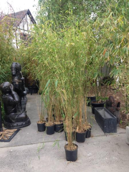 Nepalese Blue Bamboo plants in 200mm pots $40