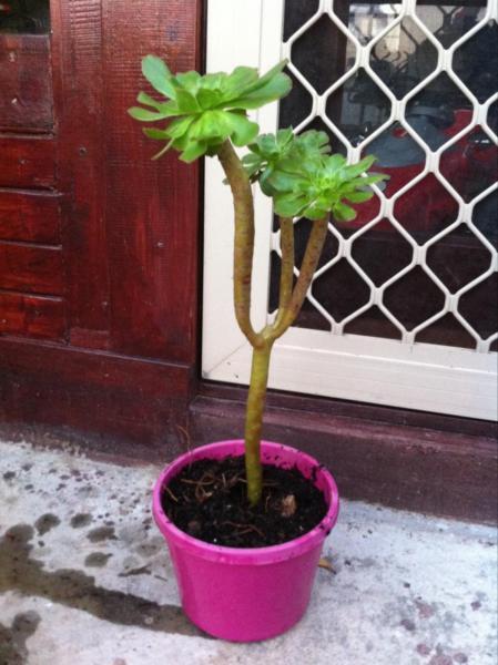 AEONIUM ARBOREUM CANARIENSE Tall Branching succulent plant / tree