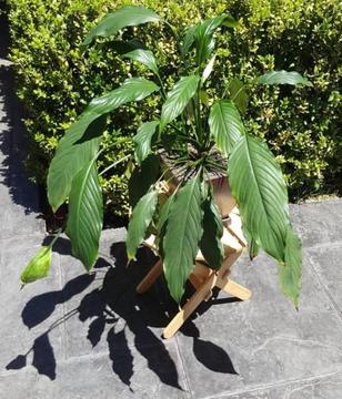 Spathiphyllum Chico Peace Lily - Alive Indoor plant with pot