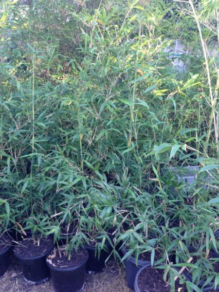 Gracilis, slender weavers bamboo plants, screening, hedge