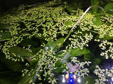Duckweed (Lemnoideae) aquarium plants