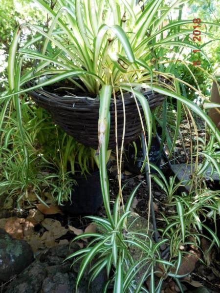 Spider Plants, in hanging pots, various sizes & $