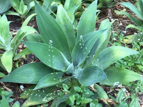 Agave Attenuata from $8