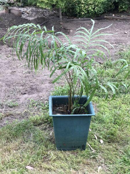 MONARCH FERN POTTED RRP$30