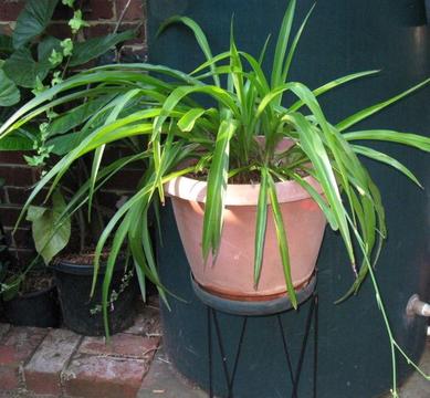 Large SPIDER/ RIBBON PLANT hardy cascading type plant in an old