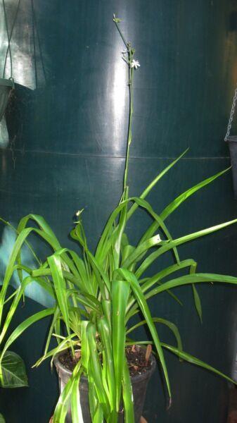 Spider/Ribbon plant in 20cm pot Casading for indoor/outdoor