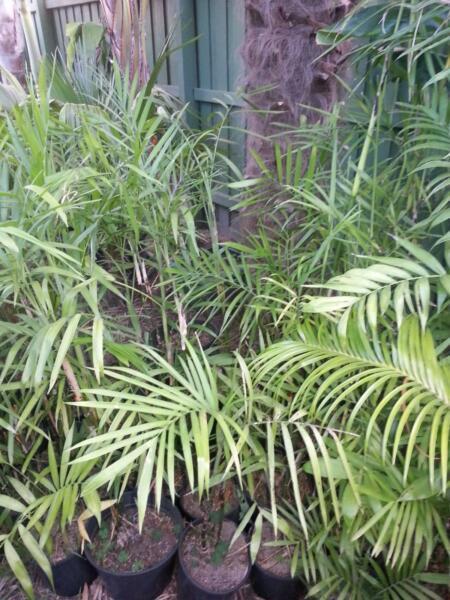 BAMBOO PALM Chamaedorea seifrizii graceful tropical shade...20cm