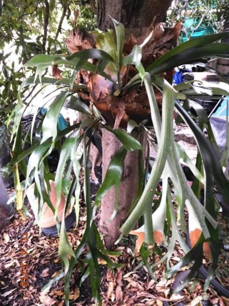 Elkhorn Tree Fern reduced to $100