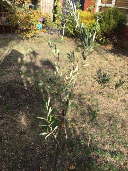 Olive tree 150cm