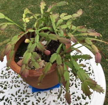 Succulent in 31cm terracotta pot