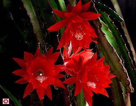 Epiphyllum phyllanthus plant tree in pot (red colour flower)