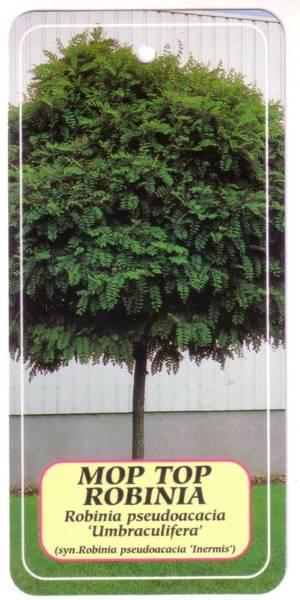 Mop Top Trees 6 to 7 feet high Potted